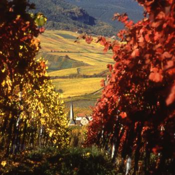 Herbst an der Südlichen Weinstraße: „Keschde“ , die Kastanie, in aller Munde - (c) Südliche Weinstraße