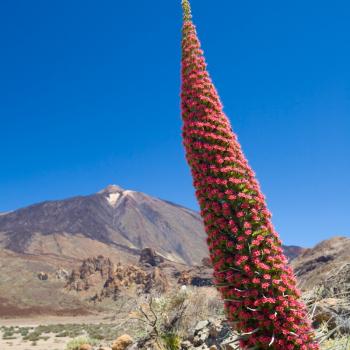 Der Norden Teneriffas – Vulkane, Regenwald und Meer - (c) Gabi Dräger