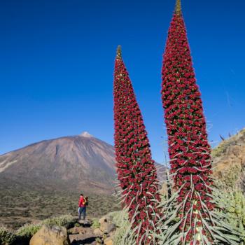 Der Norden Teneriffas – Vulkane, Regenwald und Meer - (c) Gabi Dräger