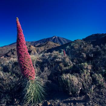 Der Norden Teneriffas – Vulkane, Regenwald und Meer - (c) Gabi Dräger