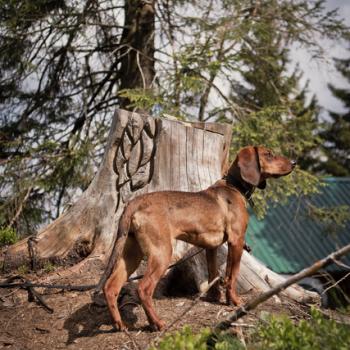 „Wandern mit Hund“ auf den Top Trails of Germany - durch Wald und Wiesen mit dem Vierbeiner: Die schönsten Wandertouren mit Hund auf den 13 deutschen Spitzenwanderwege - (c) Top Trails of Germany