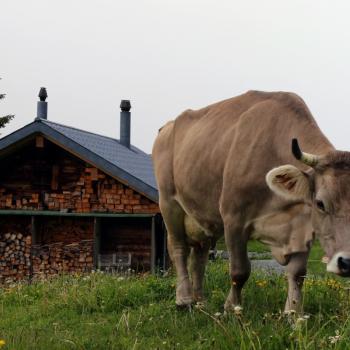 Tierische Begleitung hat man am Zwegenweg