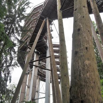 Die Tafeltour rund um die Saarschleife bei Mettlach - Im Märchenwald finden wir uns wieder - (c) Jörg Bornmann