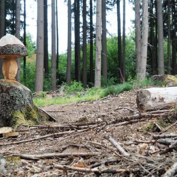 Die Tafeltour rund um die Saarschleife bei Mettlach - Im Märchenwald finden wir uns wieder - (c) Jörg Bornmann