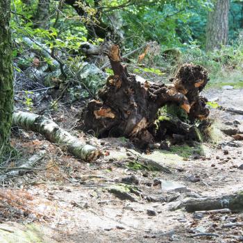 Die Tafeltour rund um die Saarschleife bei Mettlach - Im Märchenwald finden wir uns wieder - (c) Jörg Bornmann