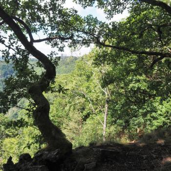 Die Tafeltour rund um die Saarschleife bei Mettlach - Im Märchenwald finden wir uns wieder - (c) Jörg Bornmann