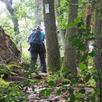 Die Tafeltour rund um die Saarschleife bei Mettlach - Im Märchenwald finden wir uns wieder - (c) Jörg Bornmann