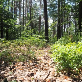 Die Tafeltour rund um die Saarschleife bei Mettlach - Im Märchenwald finden wir uns wieder - (c) Jörg Bornmann