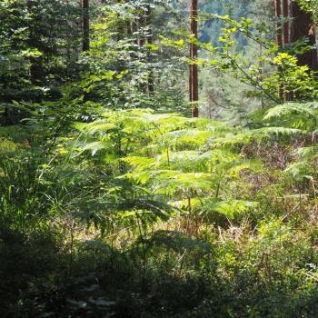 Die Tafeltour rund um die Saarschleife bei Mettlach - Im Märchenwald finden wir uns wieder - (c) Jörg Bornmann