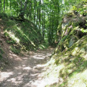 Die Tafeltour rund um die Saarschleife bei Mettlach - Im Märchenwald finden wir uns wieder - (c) Jörg Bornmann