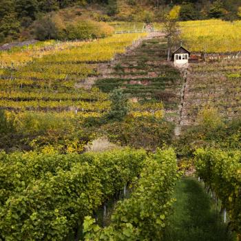 Weinberge in Großheubach - (c) Churfranken e.V./Holger Leue