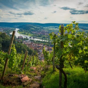 Weinberge in Klingenberg - (c) Churfranken e.V./Dominik Stapf