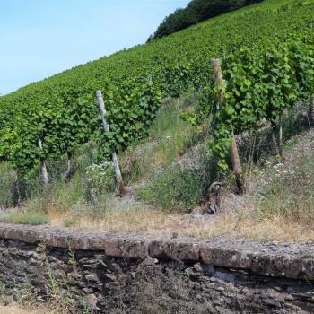 Weinwanderung durch den Ockfener Bockstein - (c) Jörg Bornmann