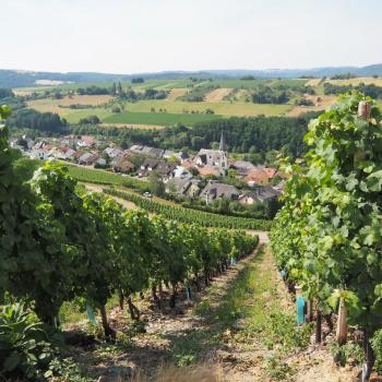 Weinwanderung durch den Ockfener Bockstein - (c) Jörg Bornmann