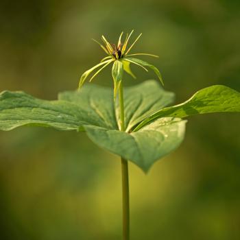 Im Mai bildet jeder Stängel eine endständige Blüte mit auffallend gelben Staubfäden und unscheinbaren grünen Blütenblättern – (c) Marko König, Loki-Schmid-Stiftung