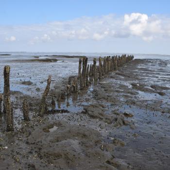 Neuharlingersiel - Wanderung im Weltnaturerbe Wattenmeer - (c) Gabi Vögele