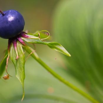 Aus dem Fruchtknoten bildet sich im Laufe des Sommers eine schwarze oder dunkelblaue Beere, in der sich die Samen ausbilden. – (c) Udo Steinhäuser, Loki-Schmid-Stiftung