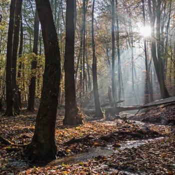 Wilde Wälder: artenreiche Lebensräume – (c) Hermann Timmann, Loki-Schmid-Stiftung