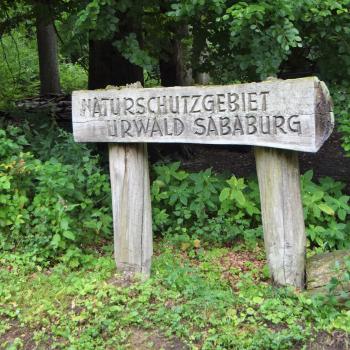 Wandern im Urwald Sababurg mit Ritter Dietrich - Unterwegs zwischen Eichen und Buchen im nordhessischen Reinhardswald - (c) Gabi Vögele