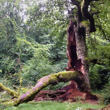 Wandern im Urwald Sababurg mit Ritter Dietrich - Unterwegs zwischen Eichen und Buchen im nordhessischen Reinhardswald - (c) Gabi Vögele