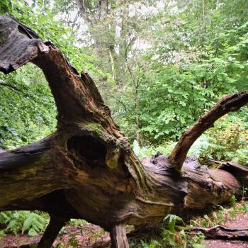 Wandern im Urwald Sababurg mit Ritter Dietrich - Unterwegs zwischen Eichen und Buchen im nordhessischen Reinhardswald - (c) Gabi Vögele