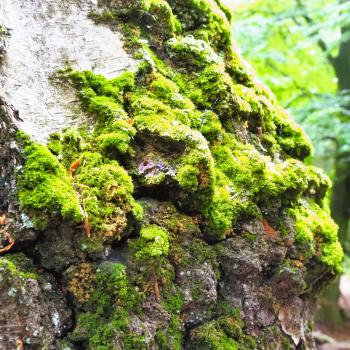 Wandern im Urwald Sababurg mit Ritter Dietrich - Unterwegs zwischen Eichen und Buchen im nordhessischen Reinhardswald - (c) Jörg Bornmann