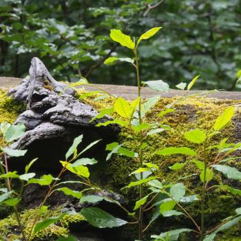 Wandern im Urwald Sababurg mit Ritter Dietrich - Unterwegs zwischen Eichen und Buchen im nordhessischen Reinhardswald - (c) Jörg Bornmann