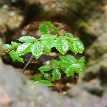 Wandern im Urwald Sababurg mit Ritter Dietrich - Unterwegs zwischen Eichen und Buchen im nordhessischen Reinhardswald - (c) Jörg Bornmann