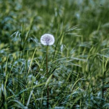 Der Deutsche Löwenzahn ist seltener als seine Artgenossen - (c) Heye Jensen