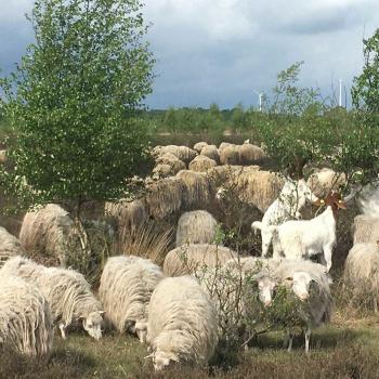 Ohne die wolligen Klima- und Naturschützer wäre der Schutz der wertvollen niedersächsischen Hochmoore kaum möglich - (c) BUND DHM