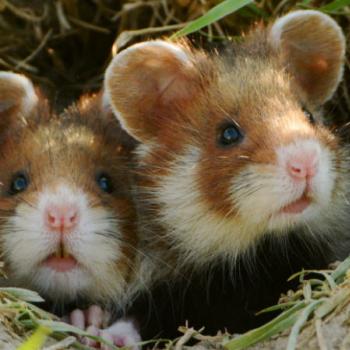 Unter den Hamstern ist der Feldhamster ein kleiner Riese - (c) Simon Johannes/AdobeStock