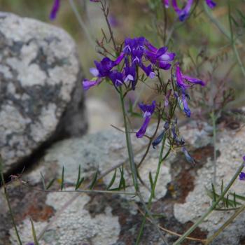 Wandern auf den Liparischen Inseln – Wanderung Nr. 1 auf Panarea - (c) Nicolette De Rossi