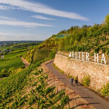 Eleganter Riesling vom Roten Hang - Der Rheinterrassenweg führt bei Nierstein über eine berühmte Weinlage - (c) Rheinland-Pfalz Tourismus GmbH