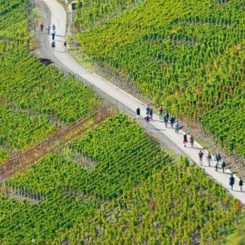 Rotweinwanderweg durch Schieferlagen - 50 Jahre Genusswandern auf der Sonnenseite des Ahrtals - (c) Rheinland-Pfalz Tourismus GmbH