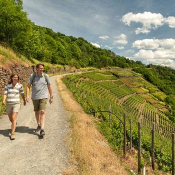 Rotweinwanderweg durch Schieferlagen - 50 Jahre Genusswandern auf der Sonnenseite des Ahrtals - (c) Rheinland-Pfalz Tourismus GmbH