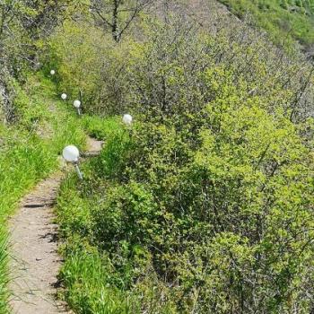 Winzerprojekt für den Moselwein - Wandern auf dem Breva Wein & Weg durch den Valwiger Herrenberg - (c) Rheinland-Pfalz Tourismus GmbH