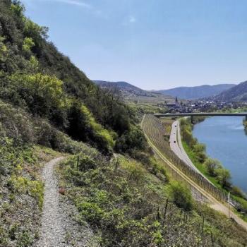 Winzerprojekt für den Moselwein - Wandern auf dem Breva Wein & Weg durch den Valwiger Herrenberg - (c) Rheinland-Pfalz Tourismus GmbH