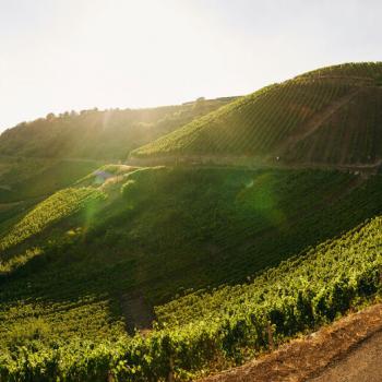 Wein, Wandern und Weitblick - Wanderung zur „Schönsten Weinsicht“ in Niederhausen an der Nahe - (c) Rheinland-Pfalz Tourismus GmbH