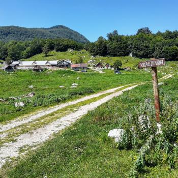 Auf der Hochalm leben die typischen Ziegen der Region - (c) Christine Kroll