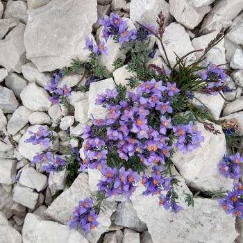 Farbenfrohe Blumen trotzden dem kargen Boden - (c) Christine Kroll