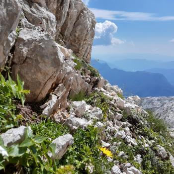 mmer wieder druchbricht Vegetation den Stein - (c) Christine Kroll