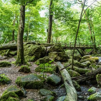 Die schönsten Schattenwanderungen für den heißen Sommer - (c) Top Trails of Germany