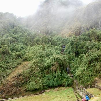 Nach dem Regen dampft es aus dem üppigen Grün - (c) Christine Kroll