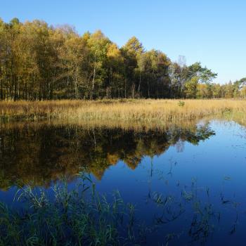 Schwalmbursch - Blick vom Steg im Sommer - (c) NPSN Baier