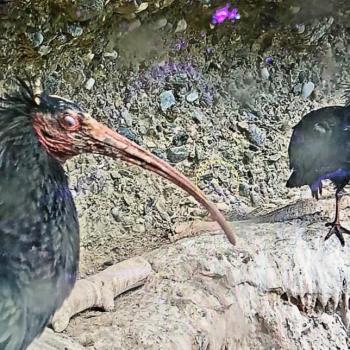 Alpenzoo in Innsbruck, der ideale Ausflug für Familien im Tiroler Bergurlaub - (c) Gabi Dräger