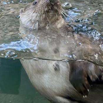 Alpenzoo in Innsbruck, der ideale Ausflug für Familien im Tiroler Bergurlaub - (c) Gabi Dräger