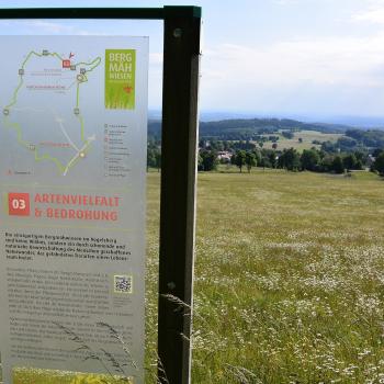 Ein Panoramaweg durch herrliche Bergmähwiesen - (c) Gabi Vögele