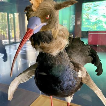 Alpenzoo in Innsbruck, der ideale Ausflug für Familien im Tiroler Bergurlaub - (c) Gabi Dräger