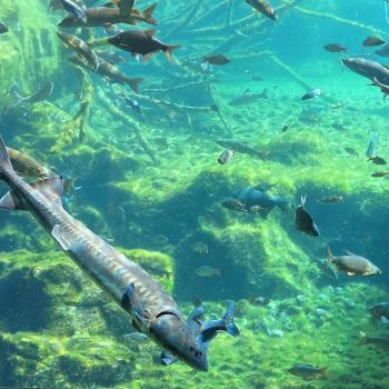 Alpenzoo in Innsbruck, der ideale Ausflug für Familien im Tiroler Bergurlaub - (c) Gabi Dräger