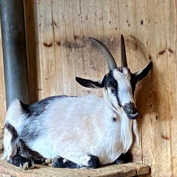 Alpenzoo in Innsbruck, der ideale Ausflug für Familien im Tiroler Bergurlaub - (c) Gabi Dräger